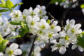 Цветение вишни | Фотограф Евгений Пищало | foto.by фото.бай