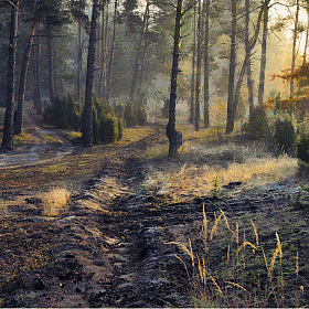 Утро в лесу | Фотограф Виктор Босак | foto.by фото.бай