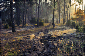 Утро в лесу | Фотограф Виктор Босак | foto.by фото.бай