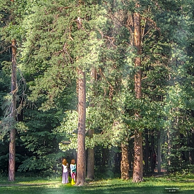 фотограф Edward Berelet. Фотография "Гулять в лесу."