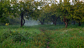 Вечерело в саду | foto.by фото.бай