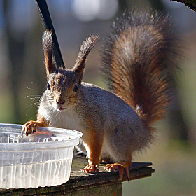 *** | Фотограф Ihar Karneichuk | foto.by фото.бай