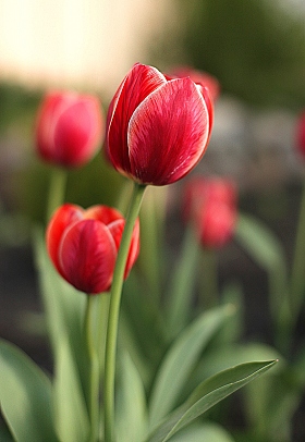 Тюльпаны | Фотограф Наталья Тихонова | foto.by фото.бай
