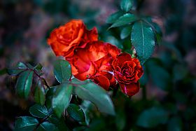 Августовская роза! | Фотограф Айвар Удрис | foto.by фото.бай
