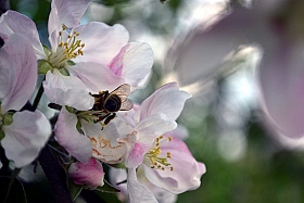 Весна | Фотограф Алина Круликовская | foto.by фото.бай