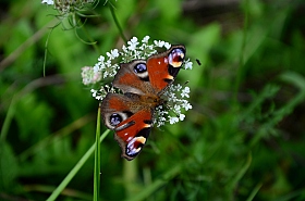 Бабочка | Фотограф Костя Асадчик | foto.by фото.бай