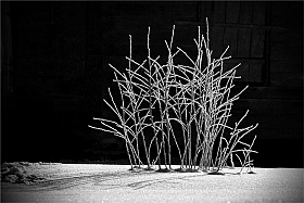 Вишневый сад | Фотограф Александр Войтко | foto.by фото.бай