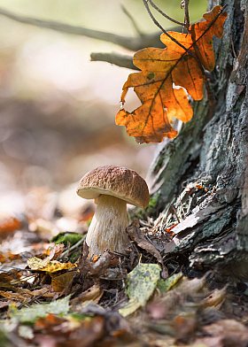 Царь грибов | Фотограф Ирина Горюкина | foto.by фото.бай