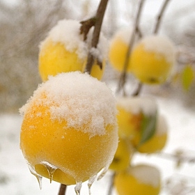 Зимние яблоки | Фотограф Евгений Небытов | foto.by фото.бай