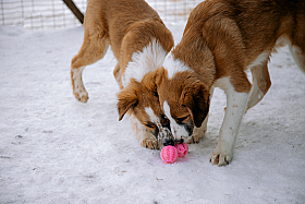 Работа фотографа Дмитрий Гусалов