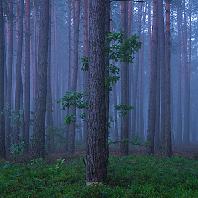 фотограф Дмитрий Захаров. Фотография "Лесное дерево"
