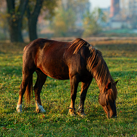 Цыган без коня - не цыган | Фотограф Владимир Ковалёв | foto.by фото.бай