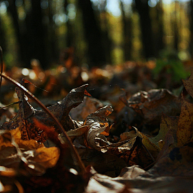 фотограф Алёна Киркевич. Фотография "Осенняя листва"