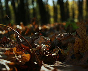 Осенняя листва | Фотограф Алёна Киркевич | foto.by фото.бай