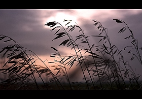 Шепот ветра | Фотограф Ирина Олешкевич | foto.by фото.бай