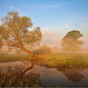 Salix | Фотограф Виктор Босак | foto.by фото.бай