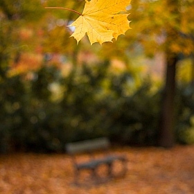 фотограф Никита Шкут. Фотография "autumn"