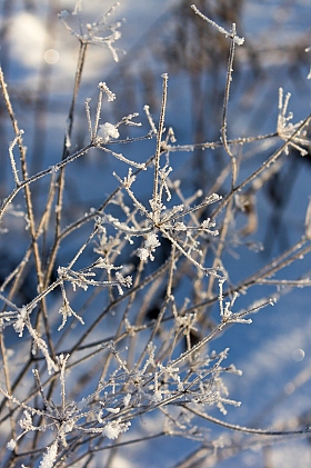 Художественная ценность сухой травы зимой...2 | Фотограф Евгений Пищало | foto.by фото.бай