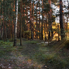Вечер в лесу | Фотограф Сергей Шабуневич | foto.by фото.бай