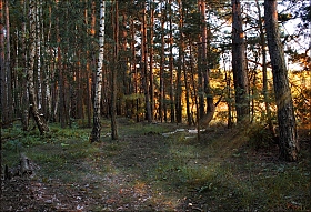 Вечер в лесу | Фотограф Сергей Шабуневич | foto.by фото.бай