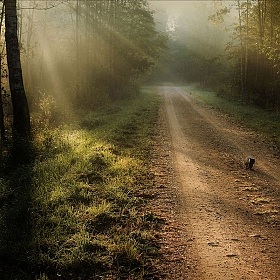 Котенок,который любил гулять сам по себе | Фотограф Игорь Денисов | foto.by фото.бай