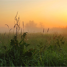Среди некошеных трав | Фотограф Виктор Босак | foto.by фото.бай
