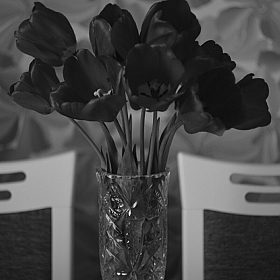 Тюльпаны | Фотограф Oleg Kozlov | foto.by фото.бай