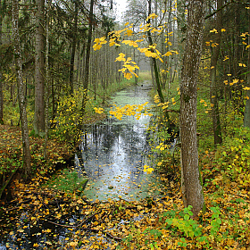 Лесной ручей | Фотограф Сергей Тарасюк | foto.by фото.бай