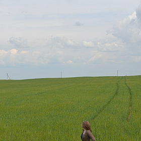 пшеничные просторы | Фотограф Татьяна Ларина | foto.by фото.бай