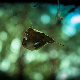 Воздушный домик | Фотограф Дмитрий Утыра | foto.by фото.бай