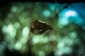 Воздушный домик | Фотограф Дмитрий Утыра | foto.by фото.бай