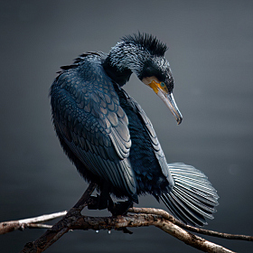 Great Cormorant | foto.by фото.бай