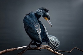 Great Cormorant | Фотограф Александр Плеханов | foto.by фото.бай