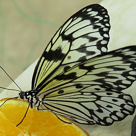 фотограф Марыся Смол. Фотография "Бабочка и апельсин"