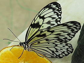 Бабочка и апельсин | Фотограф Марыся Смол | foto.by фото.бай