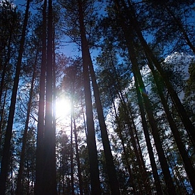 Лес | Фотограф Ангелина Колеснева | foto.by фото.бай