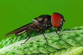 Глазастая муха | Фотограф Андрей Шаповалов | foto.by фото.бай