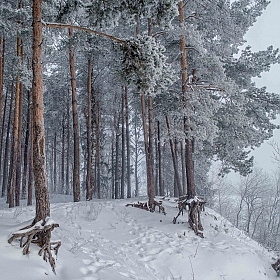 Туманный январь | Фотограф Зміцер Пахоменка | foto.by фото.бай