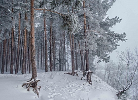 Туманный январь | Фотограф Зміцер Пахоменка | foto.by фото.бай