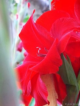 июльские цветы | Фотограф Елена Ситник | foto.by фото.бай
