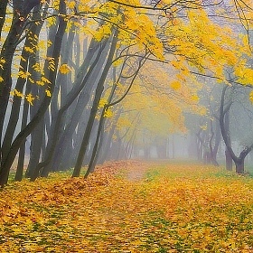 Осень | Фотограф Анатолий Адуцкевич | foto.by фото.бай