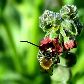 фотограф MarY K. Фотография "усатый "пчёл""