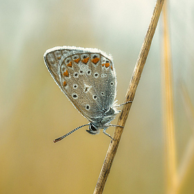 Про бабочку голубянку ранним утром на лугу | Фотограф Александр Плеханов | foto.by фото.бай