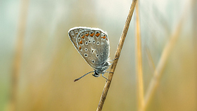 Про бабочку голубянку ранним утром на лугу | Фотограф Александр Плеханов | foto.by фото.бай