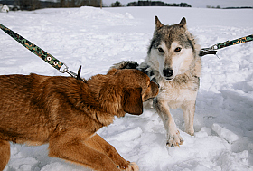 Работа фотографа Дмитрий Гусалов
