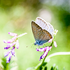 бабочка | Фотограф Михаил Пестрак | foto.by фото.бай