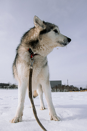 Работа фотографа Дмитрий Гусалов