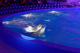 Работа фотографа Сергей Тарасов