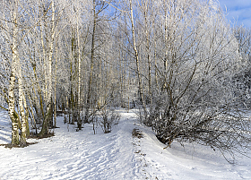 Утро зимнее | Фотограф Сергей Шабуневич | foto.by фото.бай