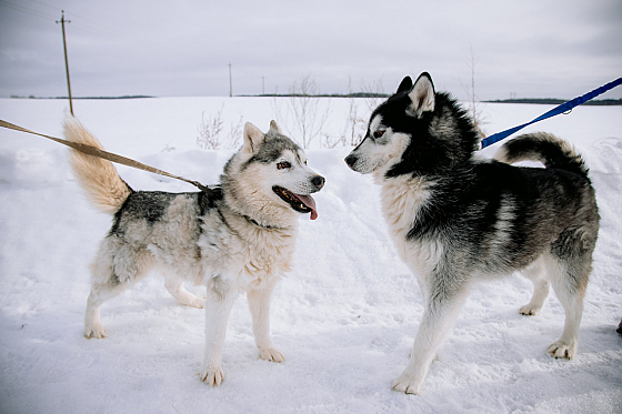 Фотограф Дмитрий Гусалов, фотография добавлена 18.02.2026